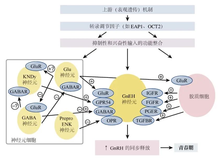 【佳学基因检测】青春期延迟的多种表现及其基因解码、基因检测的重要作用