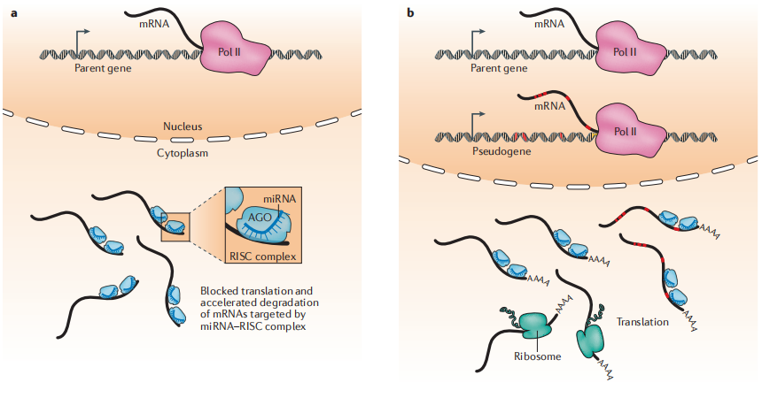 【佳学基因检测】基因检测中如何进行非编码RNA和全转录组联合分析 【佳学基因检测】基因检测中如何进行非编码RNA和全转录组联合分析