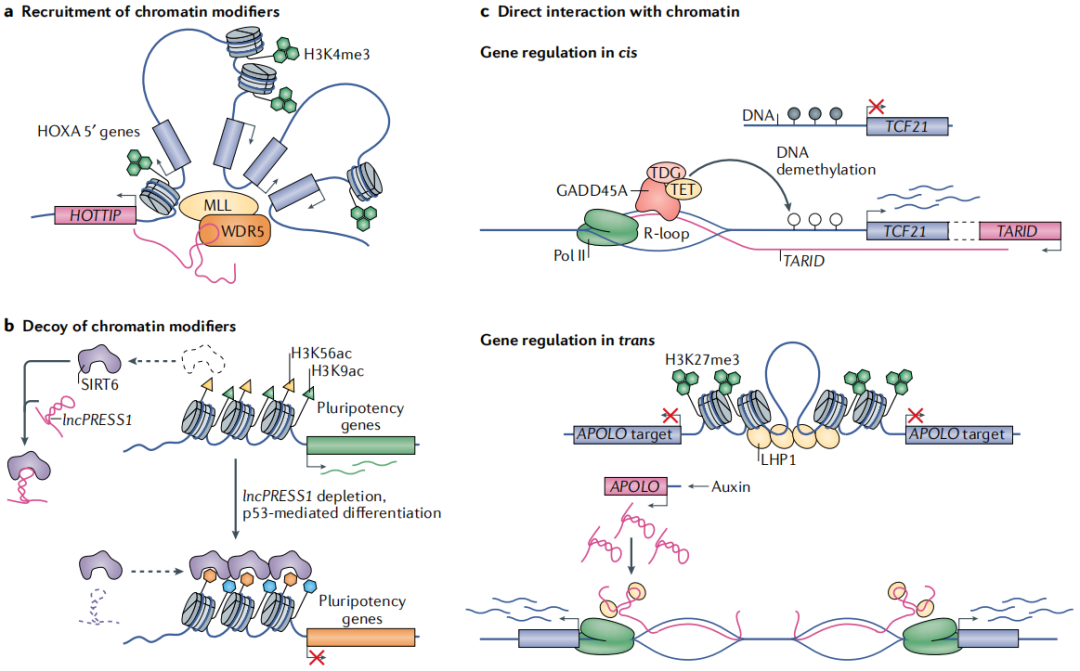 【佳学基因检测】基因检测中如何进行非编码RNA和全转录组联合分析 【佳学基因检测】基因检测中如何进行非编码RNA和全转录组联合分析