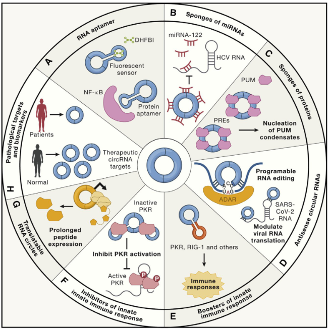 【佳学基因检测】基因检测中如何进行非编码RNA和全转录组联合分析 【佳学基因检测】基因检测中如何进行非编码RNA和全转录组联合分析