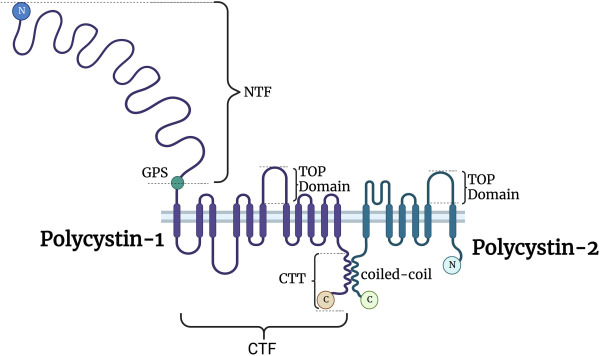 【佳学基因检测】如何区分多囊肾基因解码、基因检测？