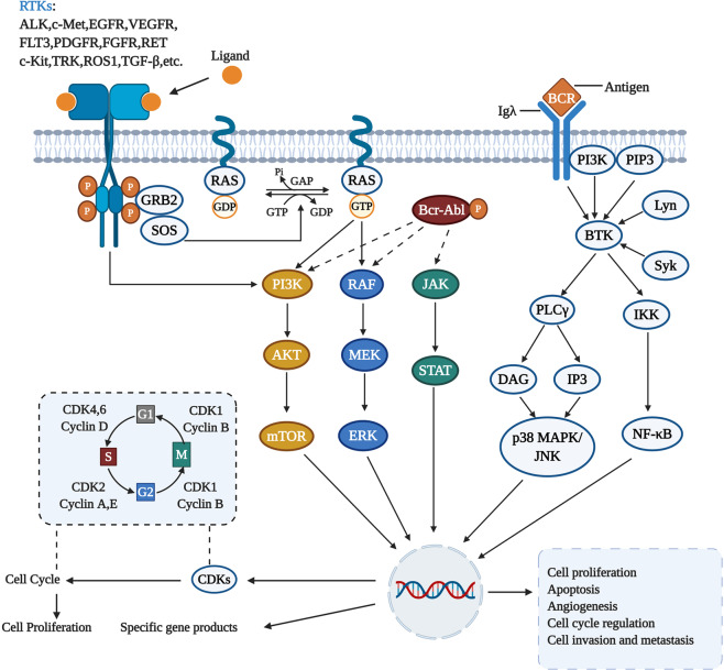 【佳学基因检测】肿瘤靶向药物基因检测应包含多少基因? 【佳学基因检测】肿瘤靶向药物基因检测应包含多少基因?