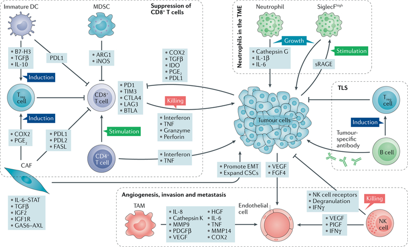 【佳学基因检测】一图说明肿瘤微环境相关的基因检测位点 【佳学基因检测】一图说明肿瘤微环境相关的基因检测位点