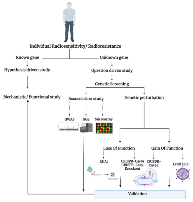【佳学基因检测】使用高通量基因筛选鉴定新的放射敏感性调节剂 【佳学基因检测】使用高通量基因筛选鉴定新的放射敏感性调节剂