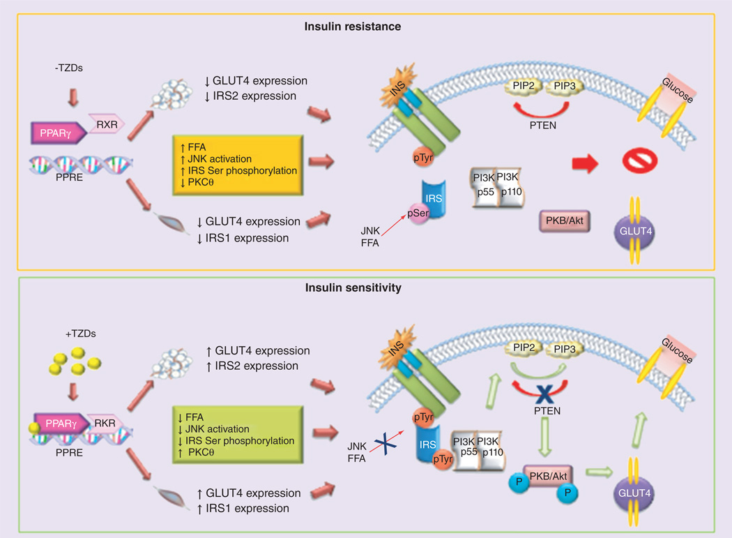 【佳学基因检测】噻唑烷二酮类糖尿病精准用药基因检测