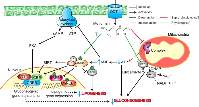 【佳学基因检测】神经外科学中如何充实F12基因筛查内容