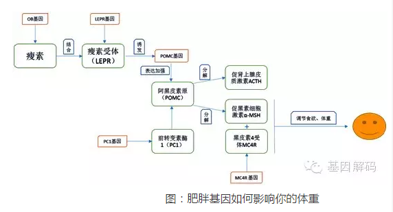 【佳学基因-基因检测】体型发育基因解码