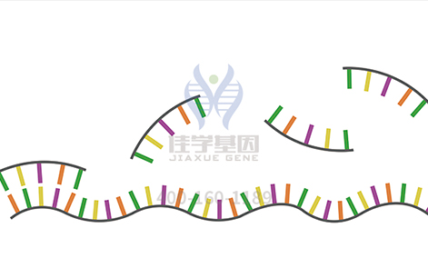【佳学基因检测】如何选择不同的视网膜色素变性基因检测项目？