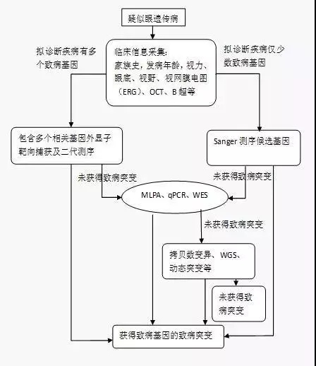 【基因检测标准】眼科遗传病基因诊断方法专家共识