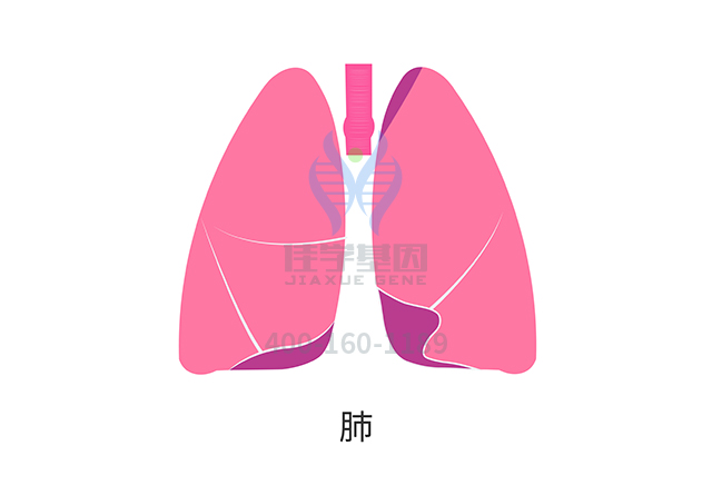 【佳学基因检测】非小细胞肺癌靶向治疗药物泰圣奇基因检测