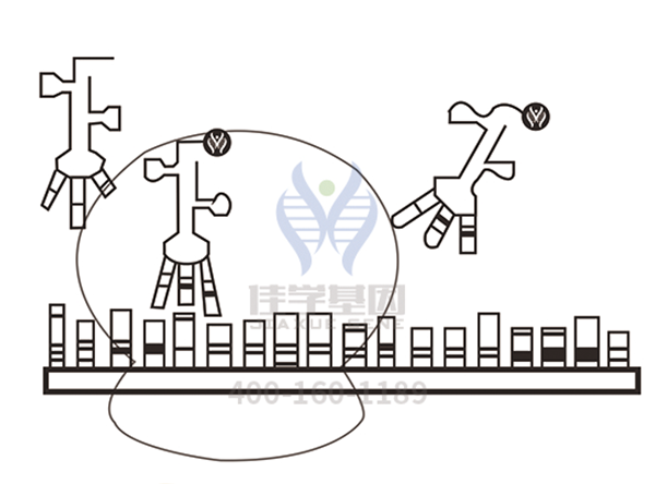 【佳学基因解码-基因检测】一种类肿瘤的肺部疾病——特发性肺纤维化 【佳学基因解码-基因检测】一种类肿瘤的肺部疾病——特发性肺纤维化