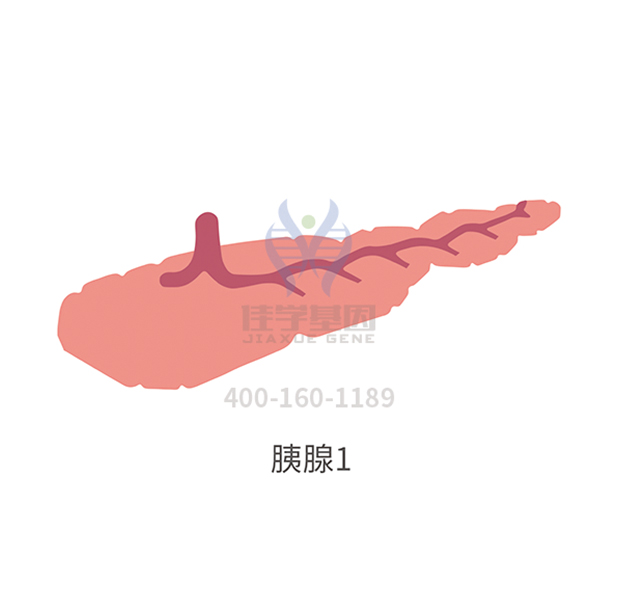 【佳学基因检测】I型糖尿病基因解码、基因检测