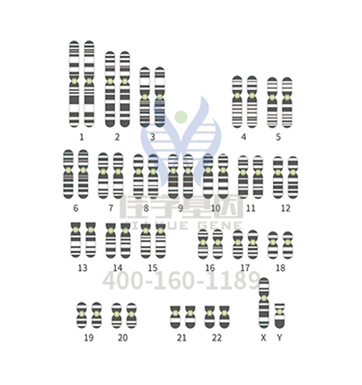 【佳学基因解码-基因检测】亨廷顿氏舞蹈症去哪检测？佳学基因提醒：这些人必须做检测！