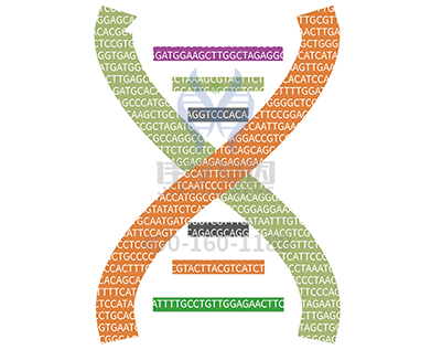 【佳学基因-基因检测】糖尿病我们再熟悉不过，但你知道枫糖尿病吗？