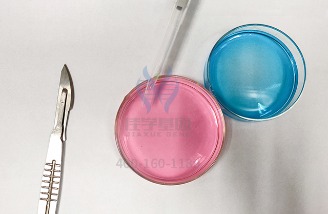 吃得越饱，死的越早？是真的吗？